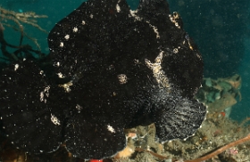 Bali 2016 - Painted frogfish - Antenaire peint - Antennarius pictus - IMG_6147_rc